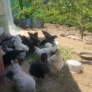 자연부화장 이미지