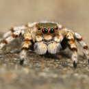 특별한 친구 03_타란툴라(Tarantula)