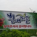 흰내