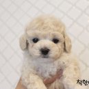 착한애견분양(원주점) 이미지