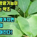 으름덩굴-차로만 꾸준히 달여마셔도 부작용없이 신장과 방광, 비뇨기계통이 튼튼해지고 결석이 생기지 않게하는 약초! 조회수 3.3만회 2년 이미지