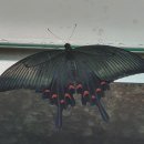 긴꼬리제비나비 이미지