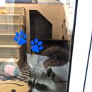 라쿤 하우스 이미지