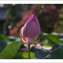 연꽃향기 이미지