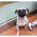 곁에 있을개 이미지