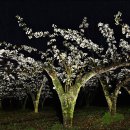 밤에 본 과수원 의 배꽃 이미지