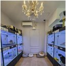 이편한도그 이미지