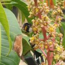 일반농장 | [무안망고랑농장] 가을의 달콤함을 준비하는 망고꽃의 향연