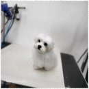 멍뭉살롱 이미지