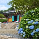적하 | 경남 수국 명소 남해 용문사 6월 절경 여행지 추천
