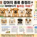 발발이 | [강아지.반려견] 발발이 강아지 종류 총정리 귀엽다고 데려왔다가 놀라는 이유?
