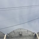 하나농장 | 양주 딸기체험 하나농원 후기｜겨울방학 농장체험 + 애견동반가능