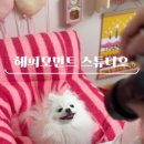 해피모먼트스튜디오