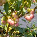 우치농장 이미지