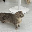 컴포즈커피 일산탄현제니스점 | 일산 고양이 카페 추천! 아기 고양이가 가득한 캣플헤븐 일산탄현점🐱