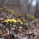 개복수초 Adonis pseudoamurensis W.T. Wang 이미지