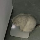 저스트텐동연남