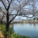 연화지보리밥식당 | [김천] 벚꽃 명소 연화지 근처 식당 연화지 쌈밥 후기