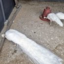 참우농장 이미지