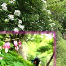 김삿갓면-12 이미지