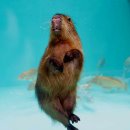 롯데월드아쿠아리움 이미지