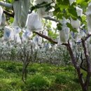 포도밭1길 이미지