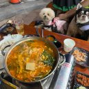 돌고래식당 | 동해 망상해수욕장 돌고래횟집 애견동반식당&amp;횟집 대게, 회, 조개 내돈내산 솔직후기