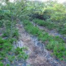 하늘농장2 이미지