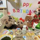 꼬리별펫케이크 이미지