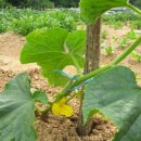 옥화 농장 이미지