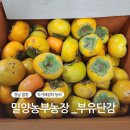 단감농장 | <밀양농부농장 부유단감> 농라 이용 후기