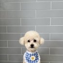 야옹아 멍멍해봐 미용실 이미지