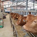 황제농원 이미지