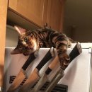 스마일(코인) 이미지