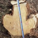 아까시나무(43살)-072-은평구 봉산 편백나무 숲 확장공사로 벌목된 나무 기록 이미지