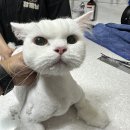 함께냥 본점 이미지
