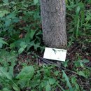 은행나무농장 이미지