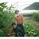 화천농장 Daum카페