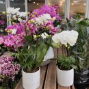 동명농장 | [상견례 선물] 동명난농장 | 대전 노은화훼단지 | 호접란 셀프 보자기 포장