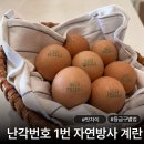 대지농수산 | 난각번호 1번 계란 유정란 보는법 2번 4번 차이 판매처 추천