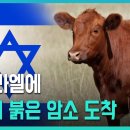 전쟁의 서막을 알리는 말:평화,안전(안보)그리고 붉은 암소(제3성전,성전산,알악사모스크,황금돔사원) 이미지