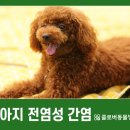 클로버 동물병원 이미지