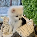 아투스 | ["아투스모멍트"] 반려견 가방 내돈내산 솔직 후기