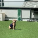 마이하우스퍼피 애견호텔 유치원 | 성수애견유치원 성수퍼피 숲의집 유치원 후기