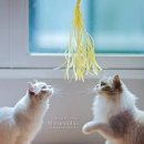 랙돌캐터리 이미지