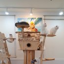 김포드림캣 이미지