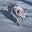 늑구 발견-'대전 오월드 탈출' ...포획 시도 중 이미지