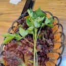 초원갈매기 이미지