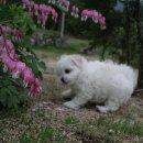 치와와 둥지 이미지