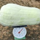 동과(동아박) 이미지